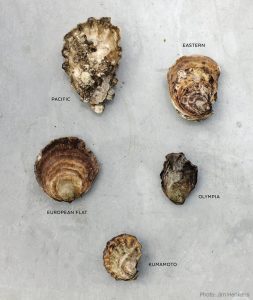 pacific oyster varieties