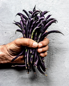 purple violetta beans